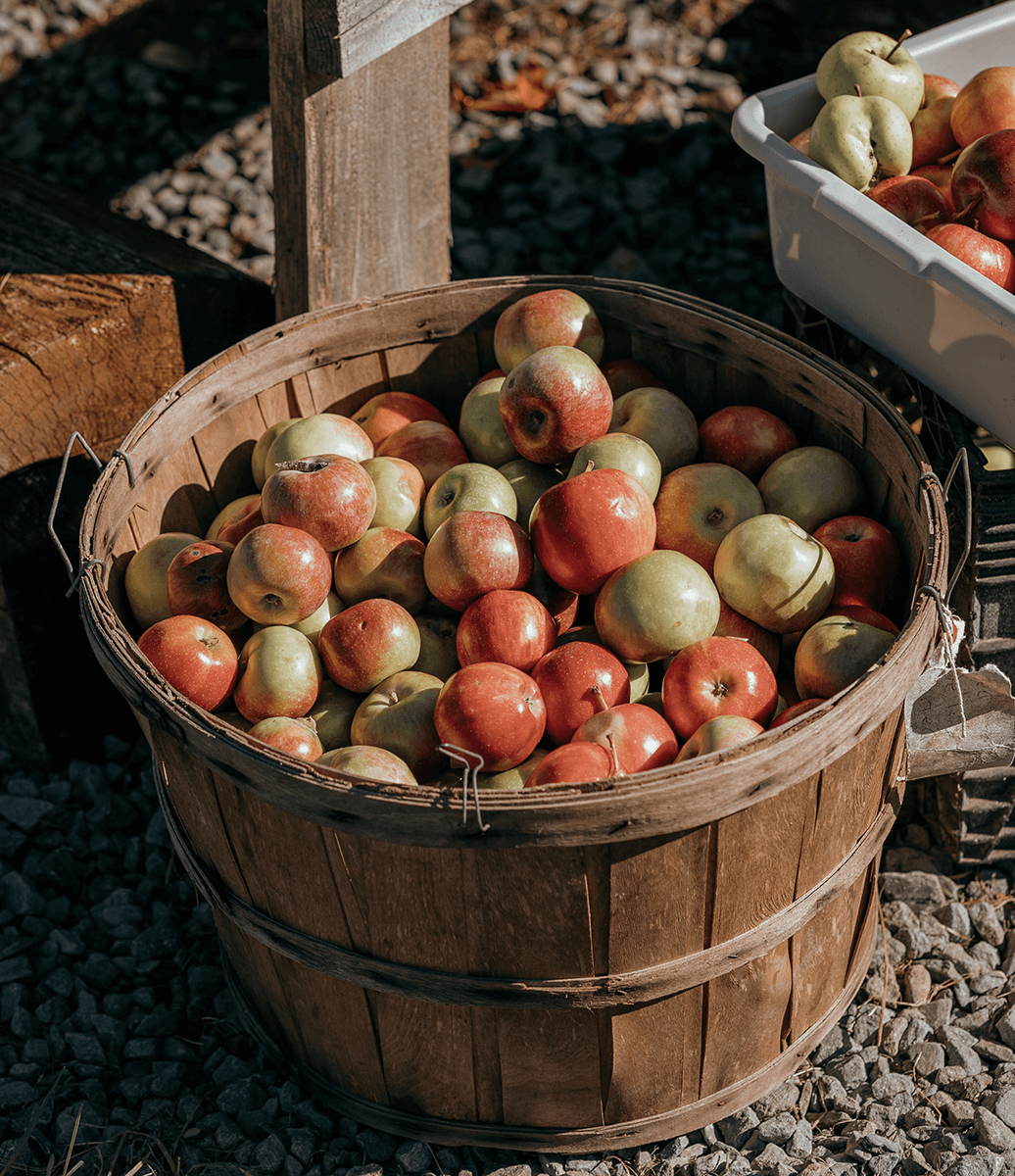 Cueillette de pommes au parc naturel du Mont