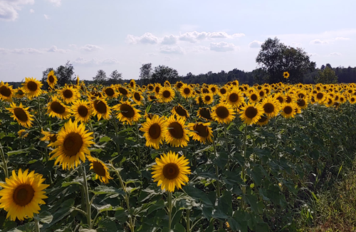tournesols