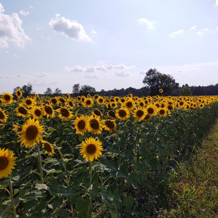 Tournesols