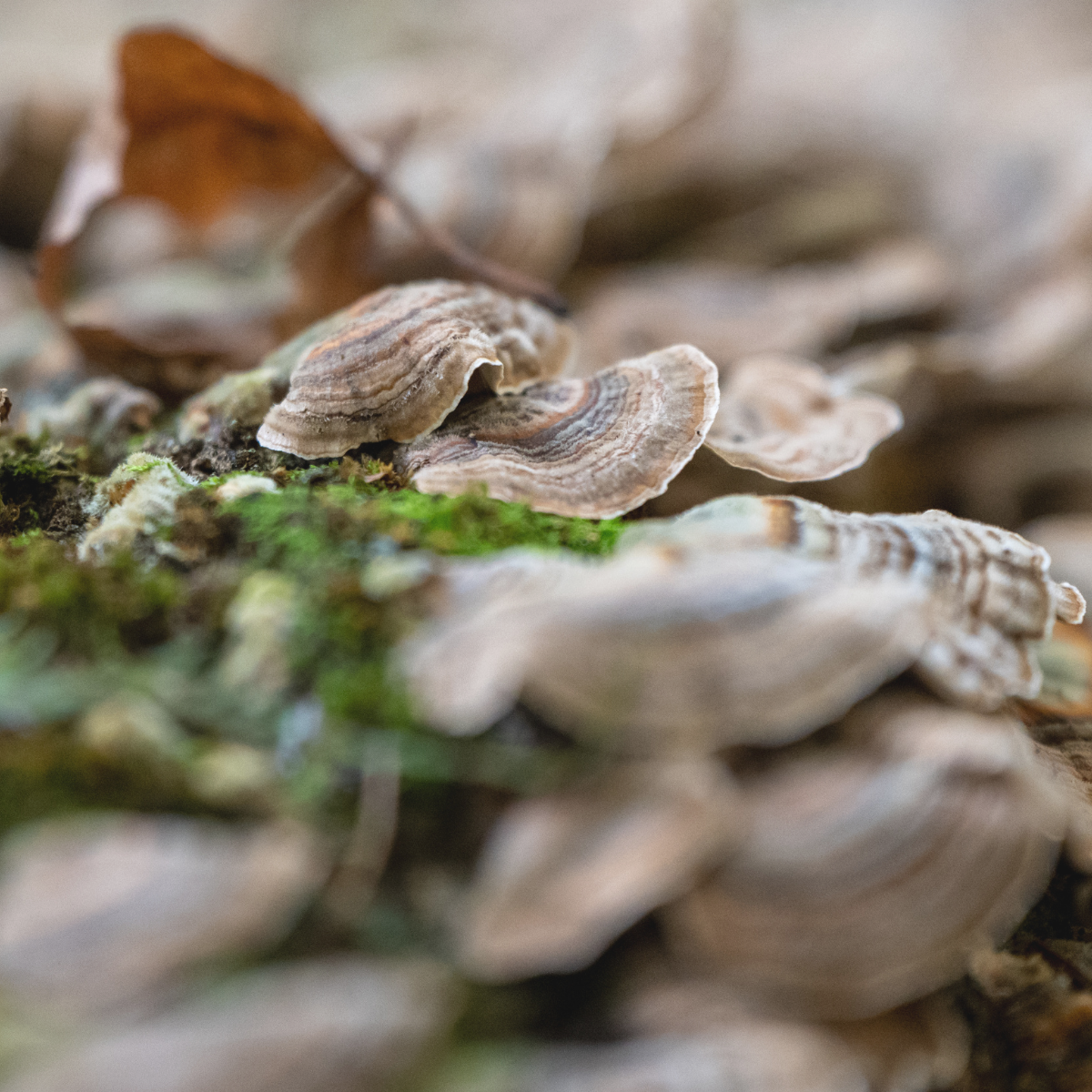 Atelier et cueillette de champignons sauvages<br/>21 et 22 septembre 2024