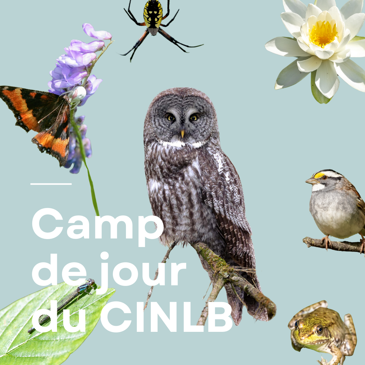 Camp de jour du CINLB<br/>Semaines DécouVertes 2024