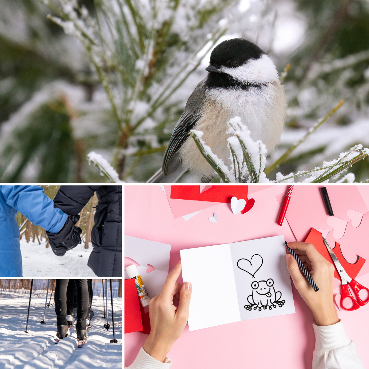 Calendrier des oiseaux du Québec 2024