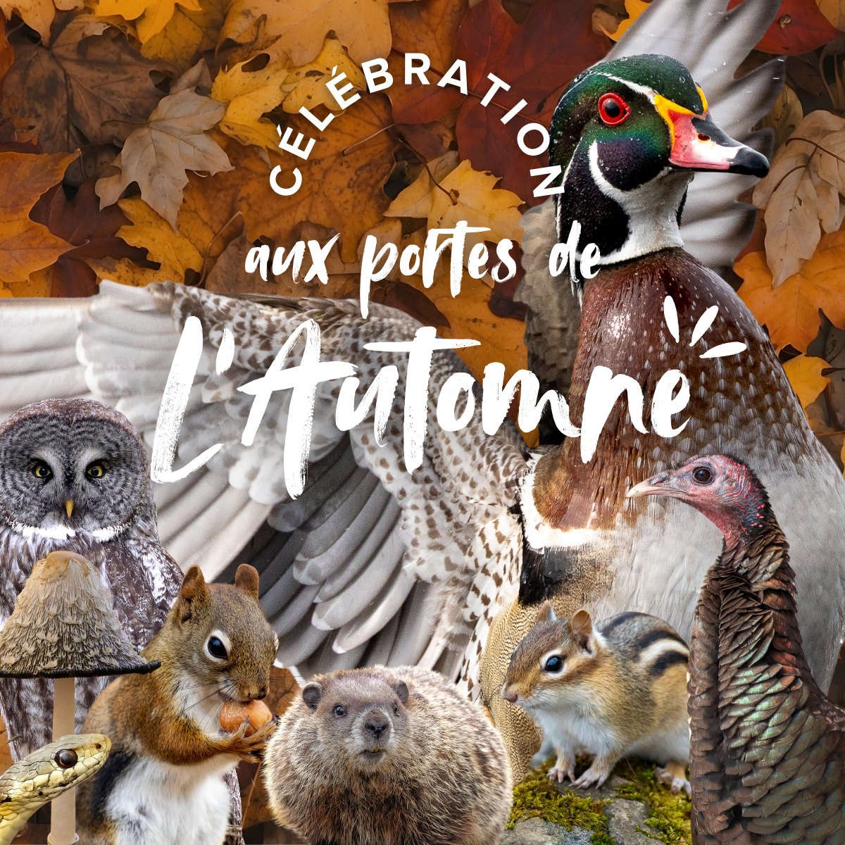 Célébration aux portes de l’automne au CINLB<br/>12 octobre 2025