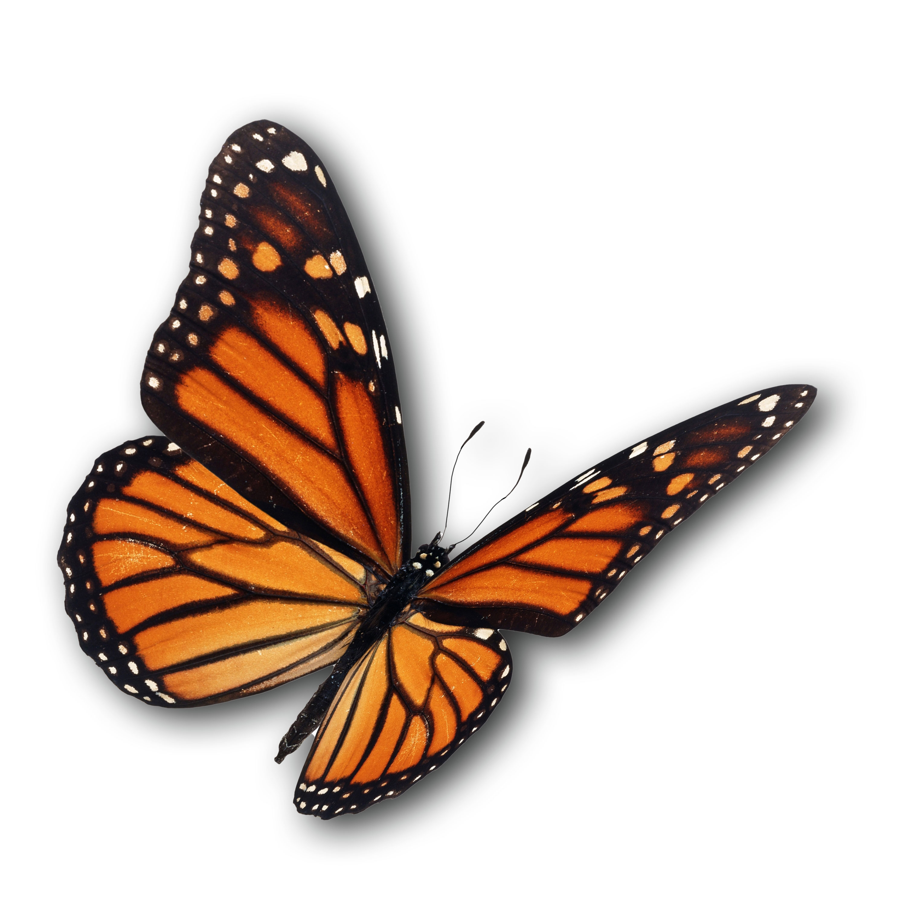 Papillon, symbole des élections municipales de Granby