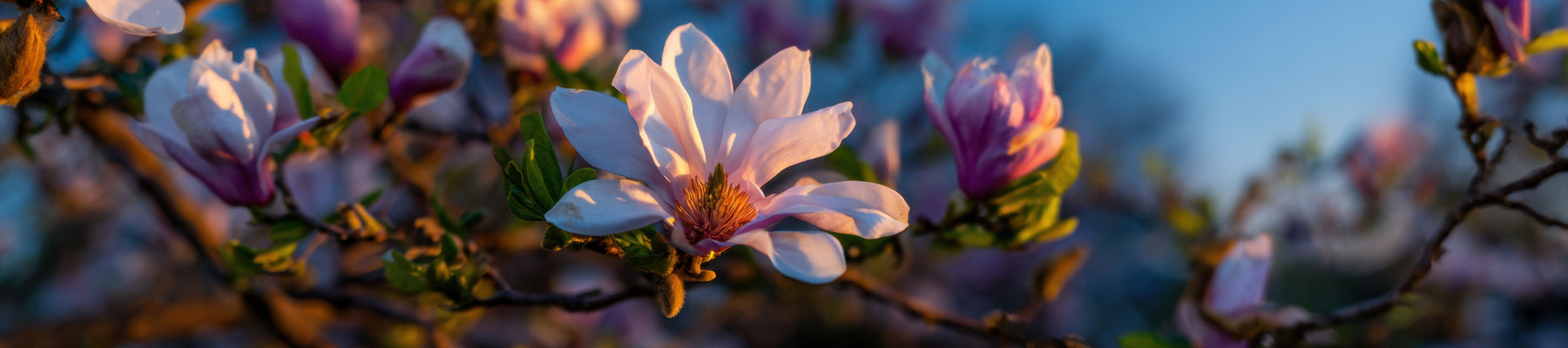 Branches d'un magnolia